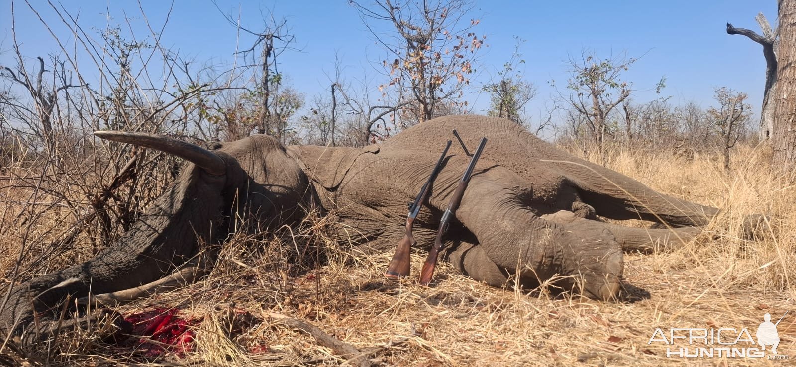 Elephant Hunt Limpopo Province South Africa