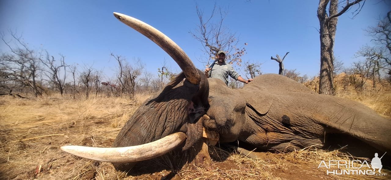 Elephant Hunt Limpopo Province South Africa