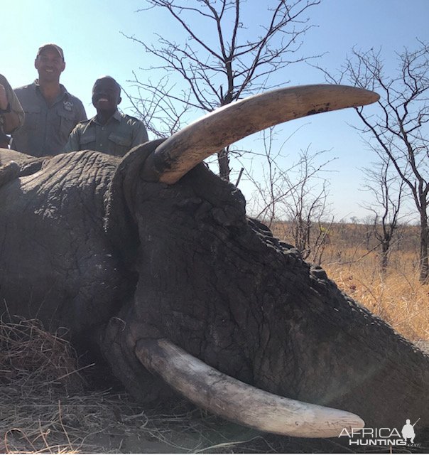 Trophy Elephant Bull Hunt Zimbabwe With MARTIN PIETERS SAFARIS ...