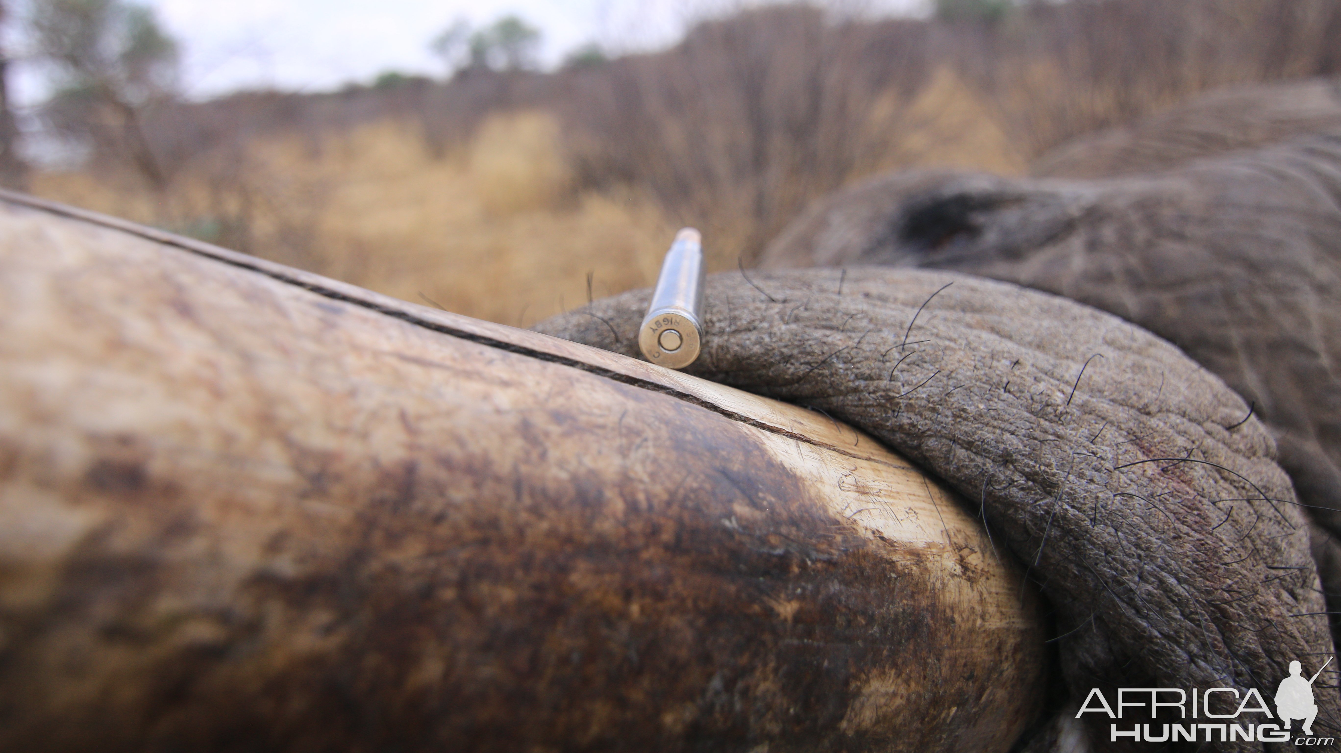 Elephant Hunt Namibia