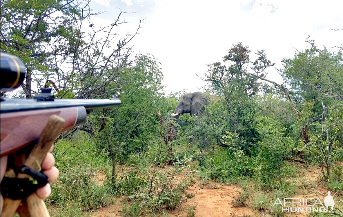 Elephant Hunt South Africa