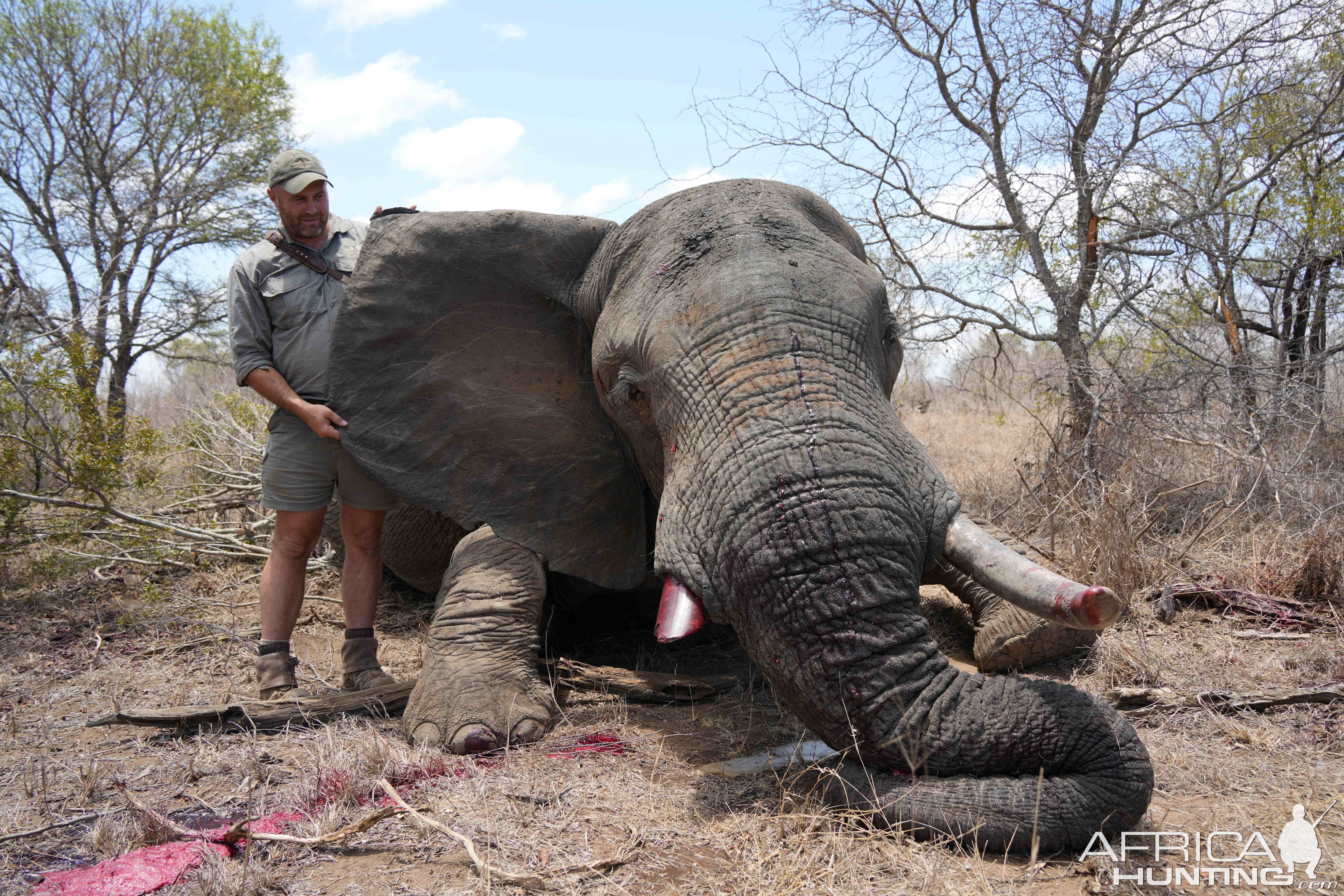 Elephant Hunt South Africa