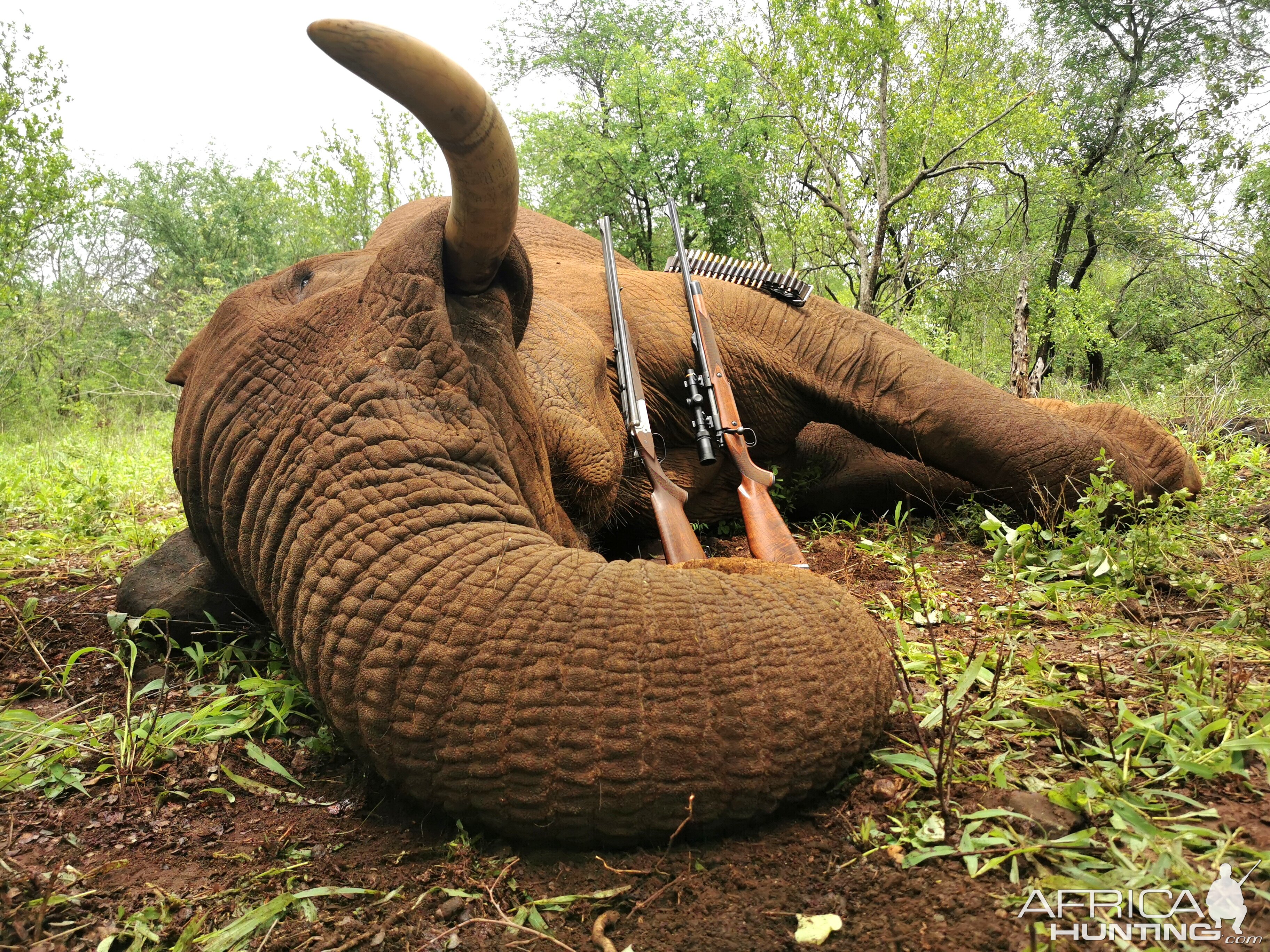 Elephant Hunt South Africa