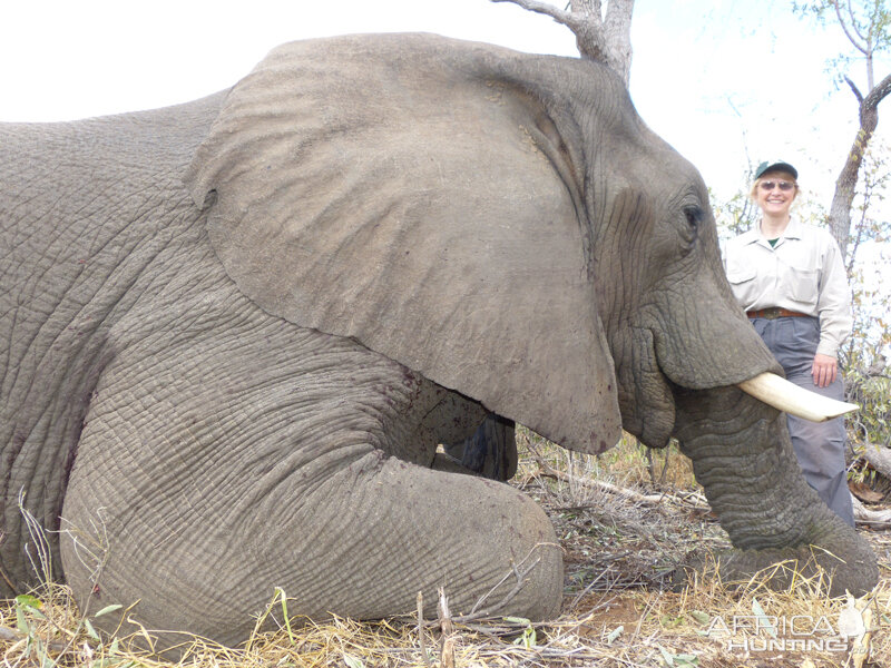 Elephant hunt with Wintershoek Johnny Vivier Safaris