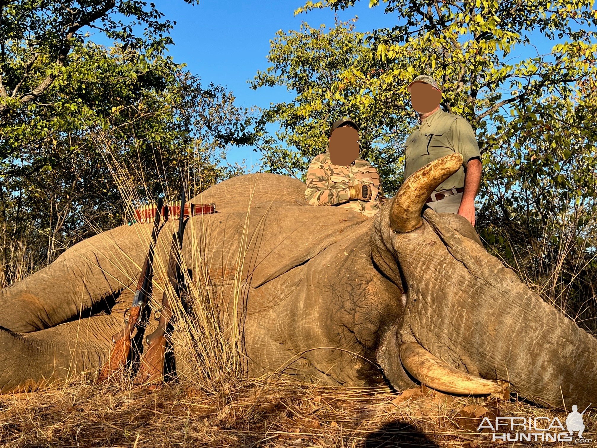 Elephant Hunt Zimbabwe