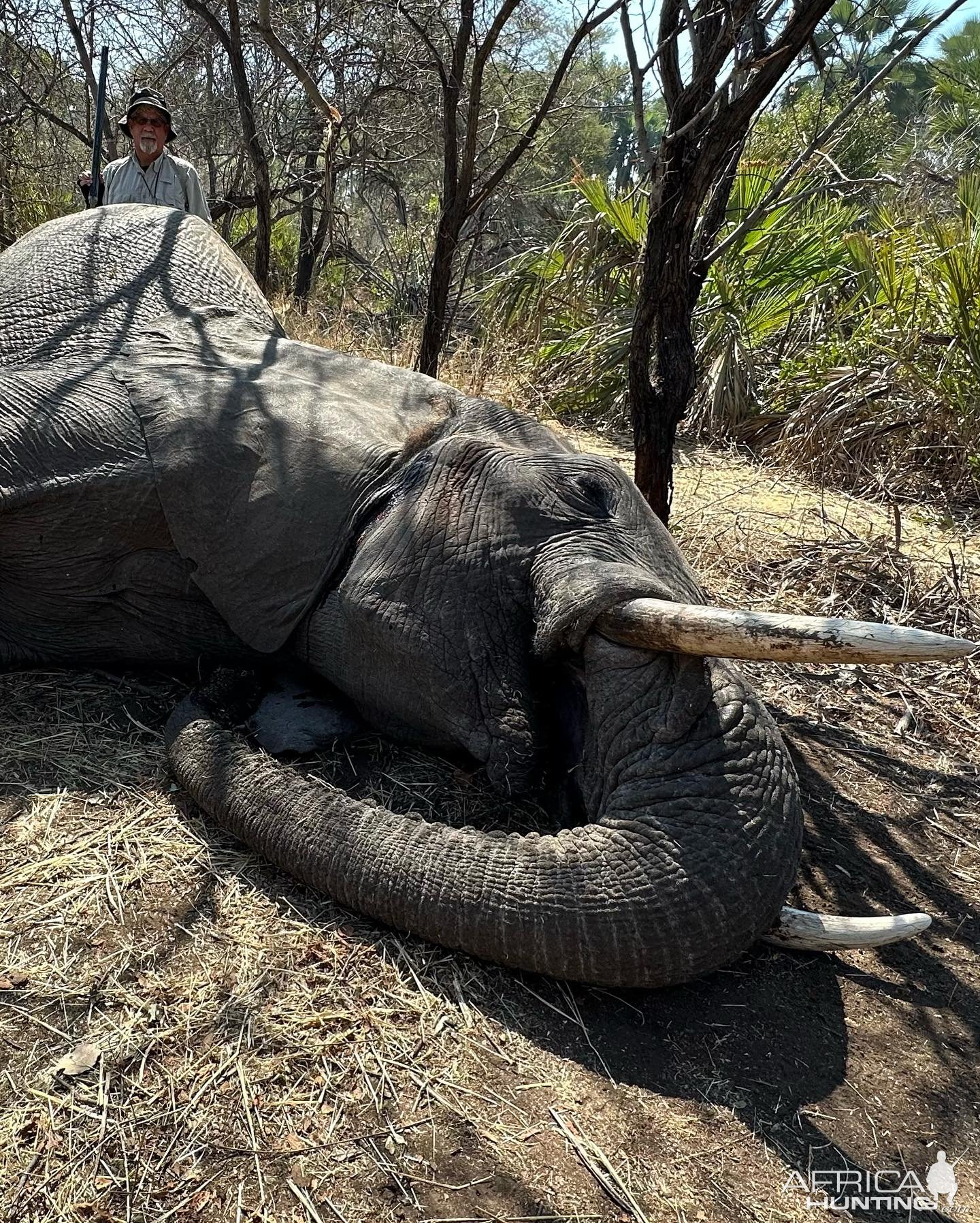 Elephant Hunt Zimbabwe