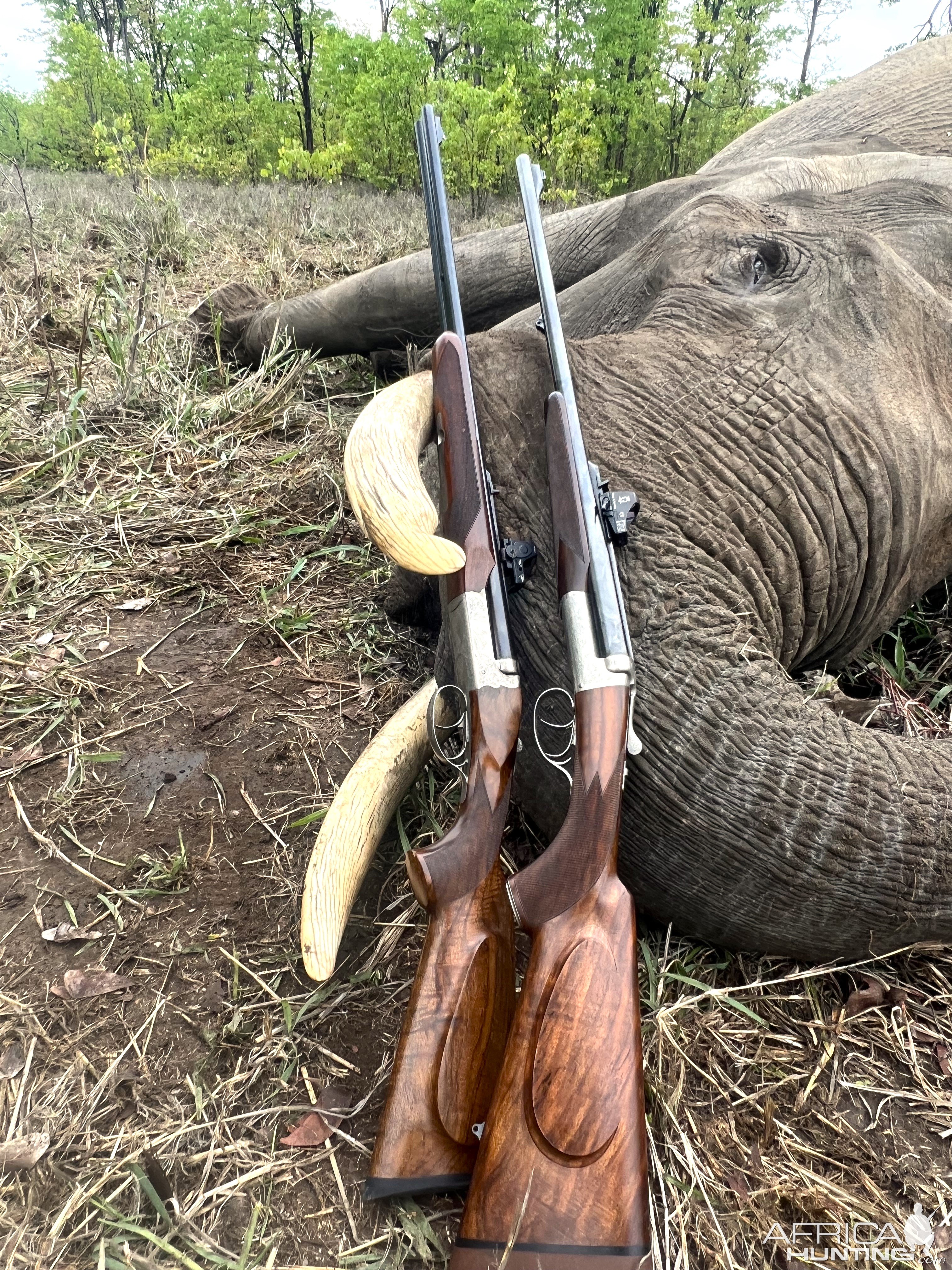 Elephant Hunt Zimbabwe