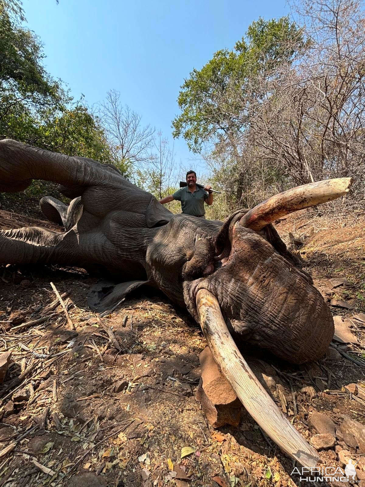 Elephant Hunt Zimbabwe