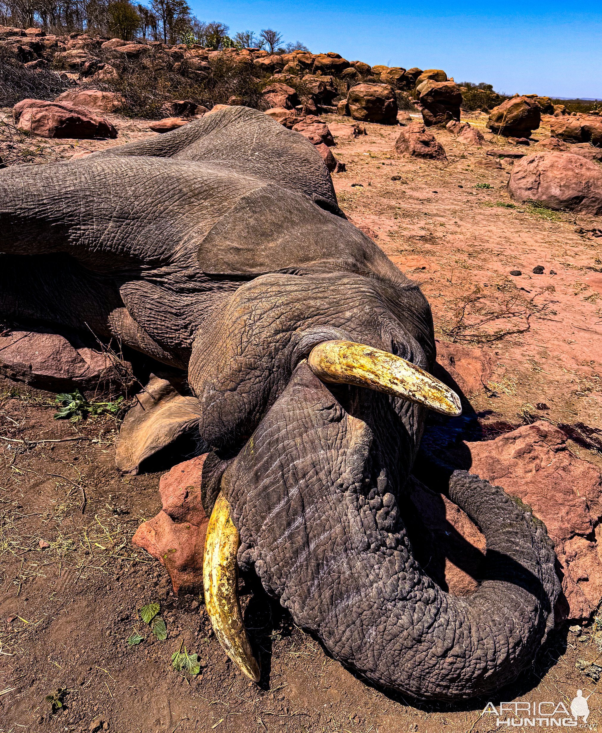 Elephant Hunt Zimbabwe