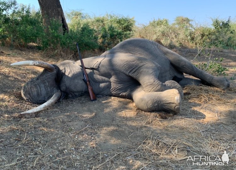 Elephant Hunt Zimbabwe