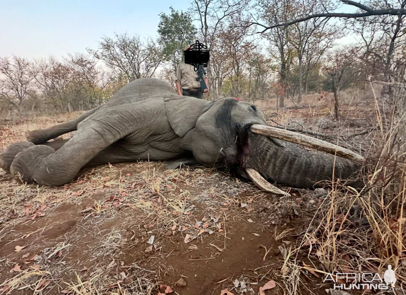 Elephant Hunt Zimbabwe