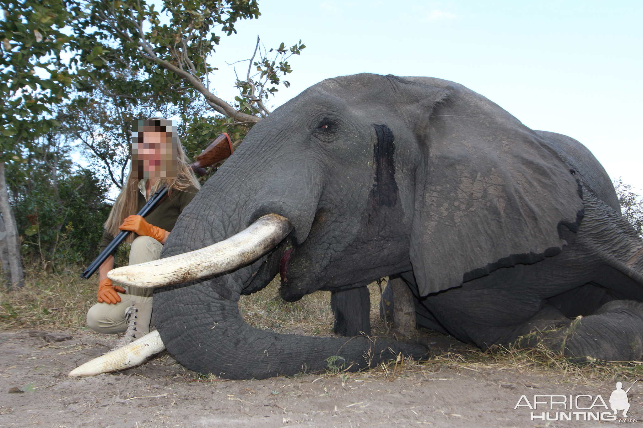 Elephant Hunt | AfricaHunting.com