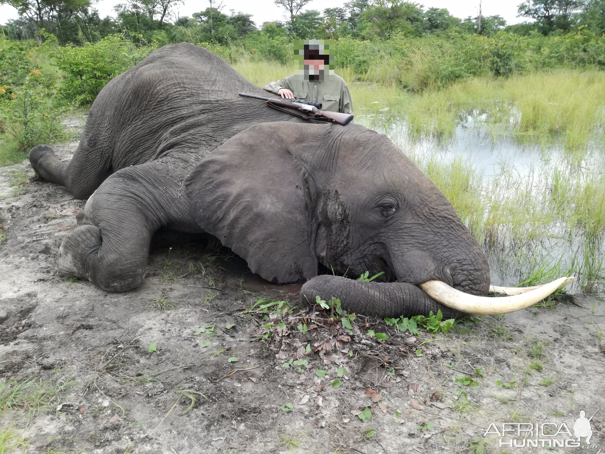 Elephant Hunt In Namibia (Exportable To The US) 2018 | AfricaHunting.com