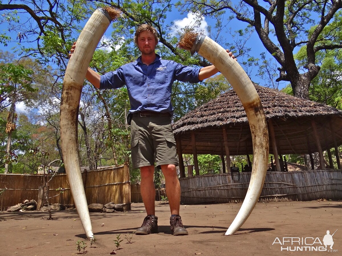 Elephant Hunt | AfricaHunting.com