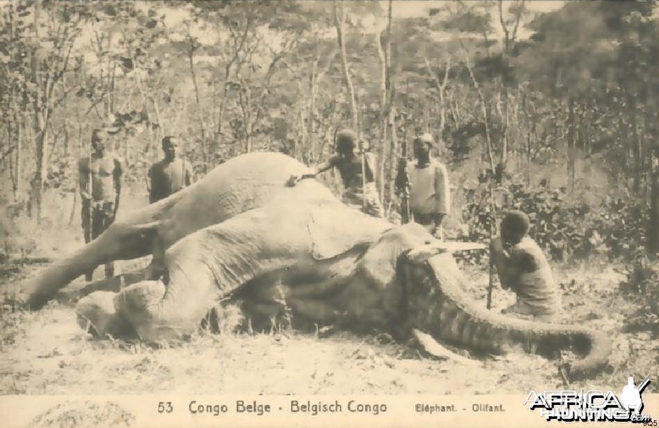 Elephant Hunting in Congo