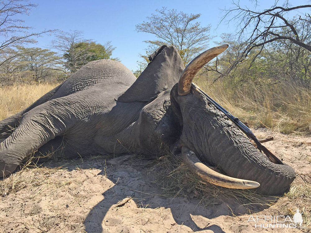 Elephant Hunting Namibia