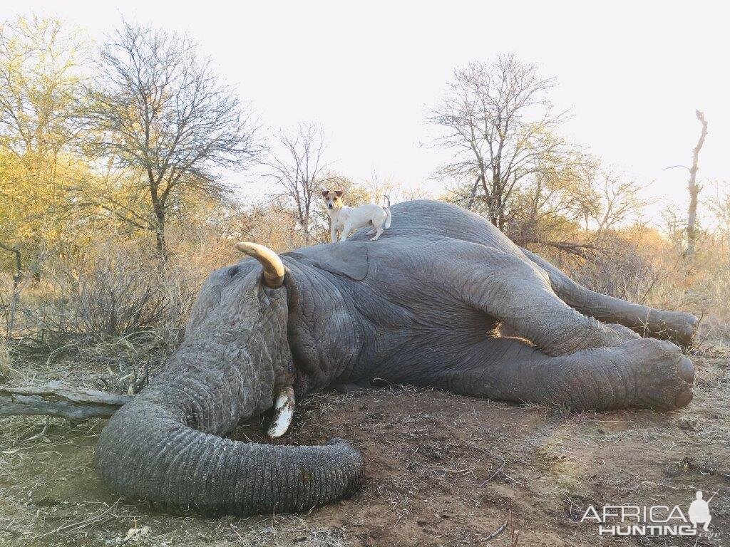 Elephant Hunting South Africa