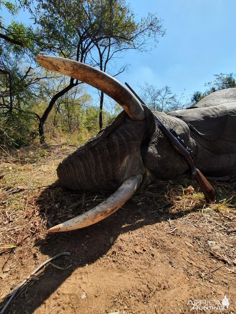 Elephant Hunting Zimbabwe