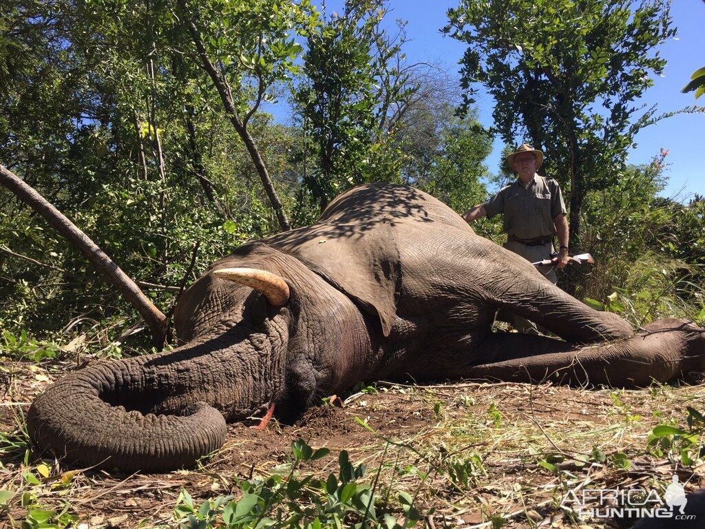 Elephant Hunting Zimbabwe | AfricaHunting.com