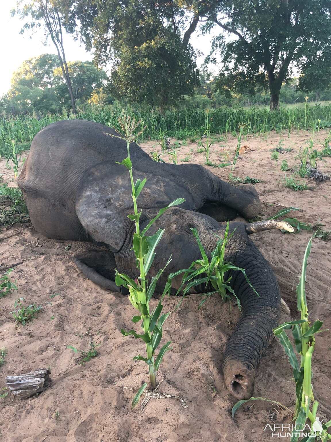 Elephant Hunting Zimbabwe