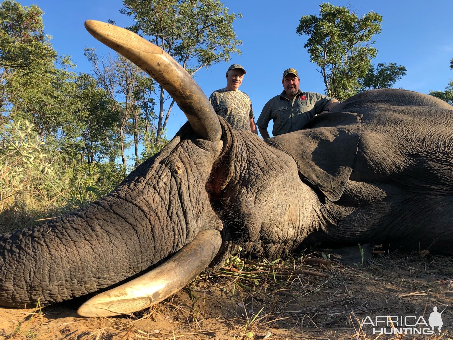 Elephant Hunting Zimbabwe | AfricaHunting.com