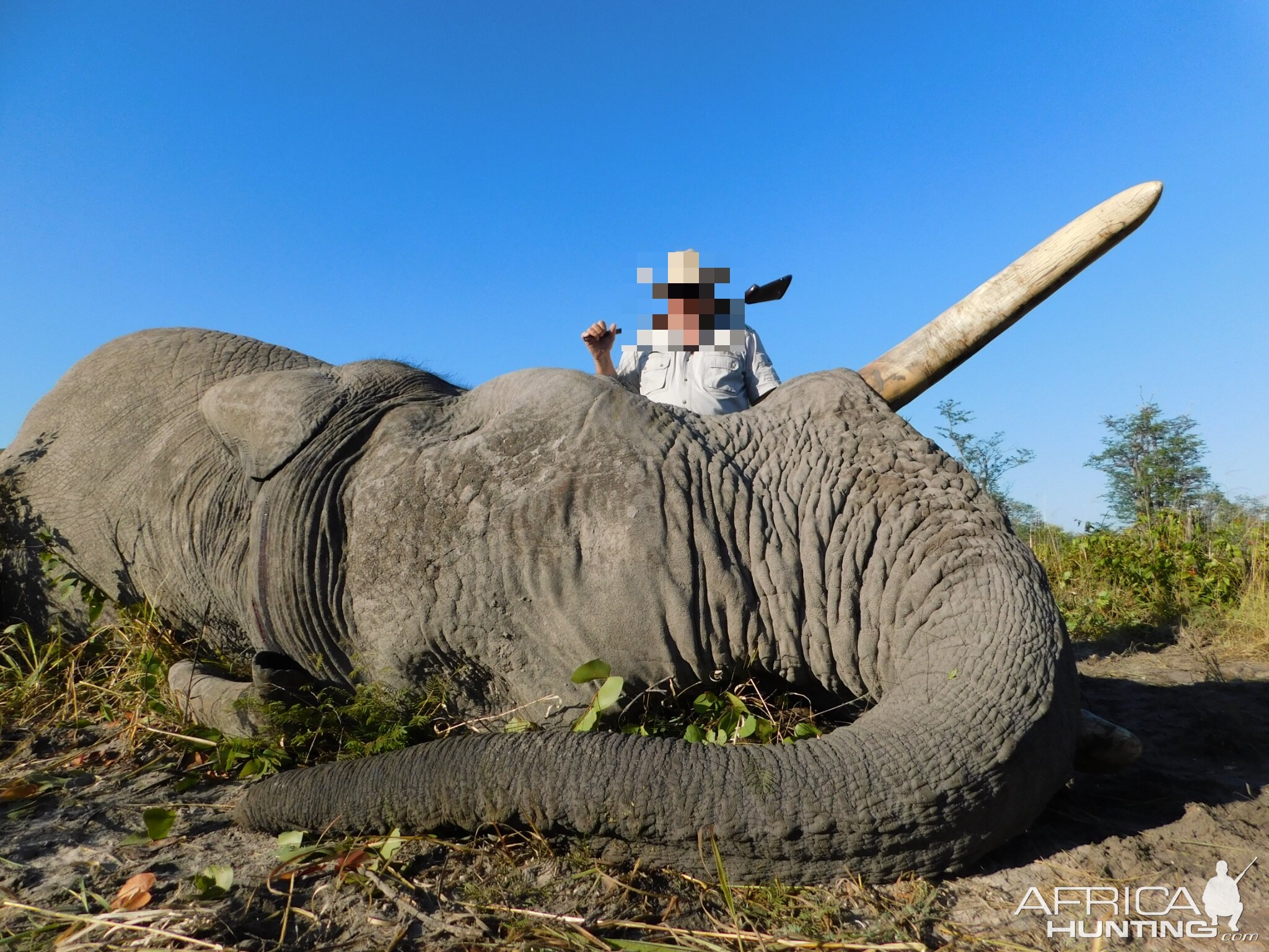 Elephant Hunting | AfricaHunting.com