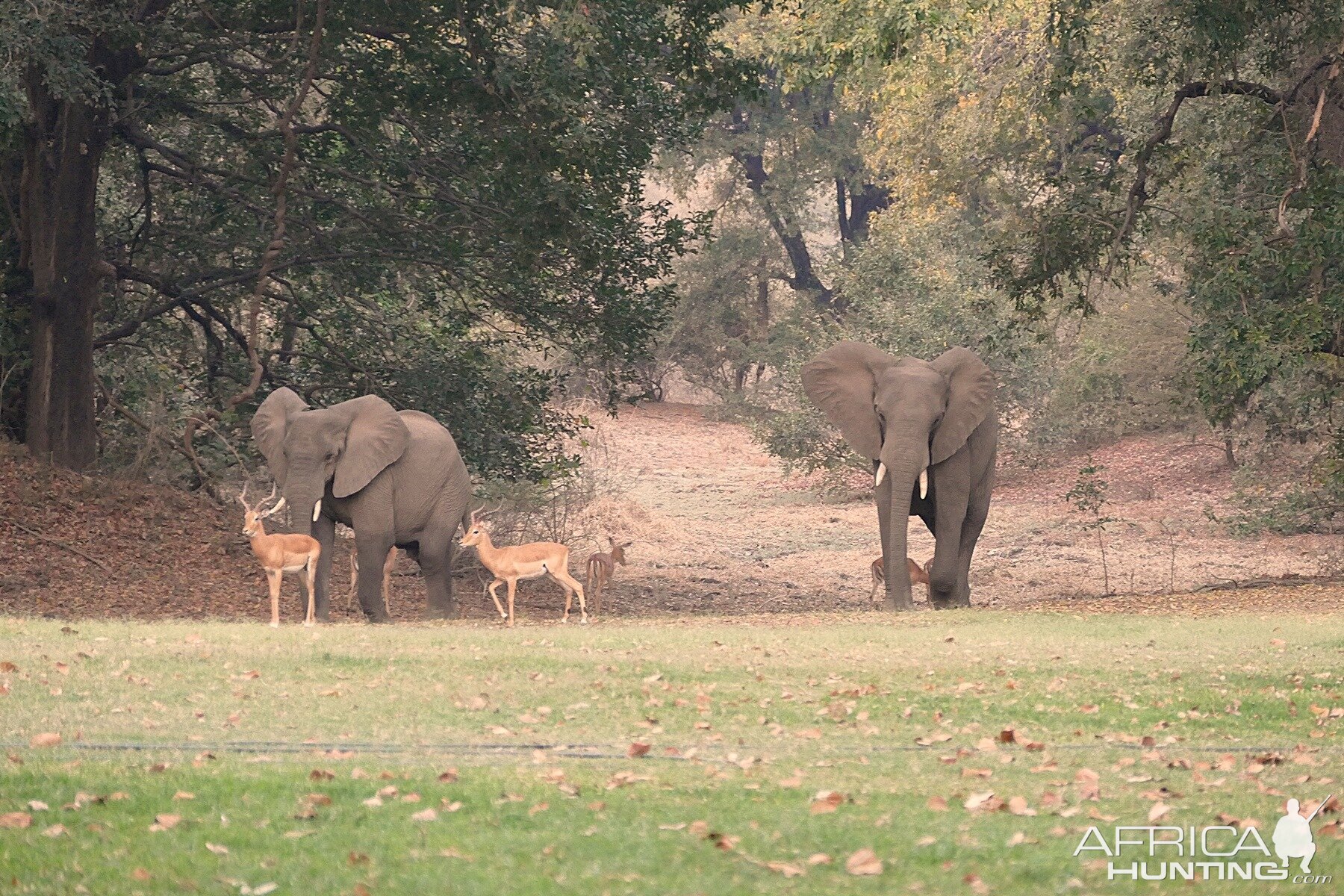 Elephant & Impala's at the lodge Zambia