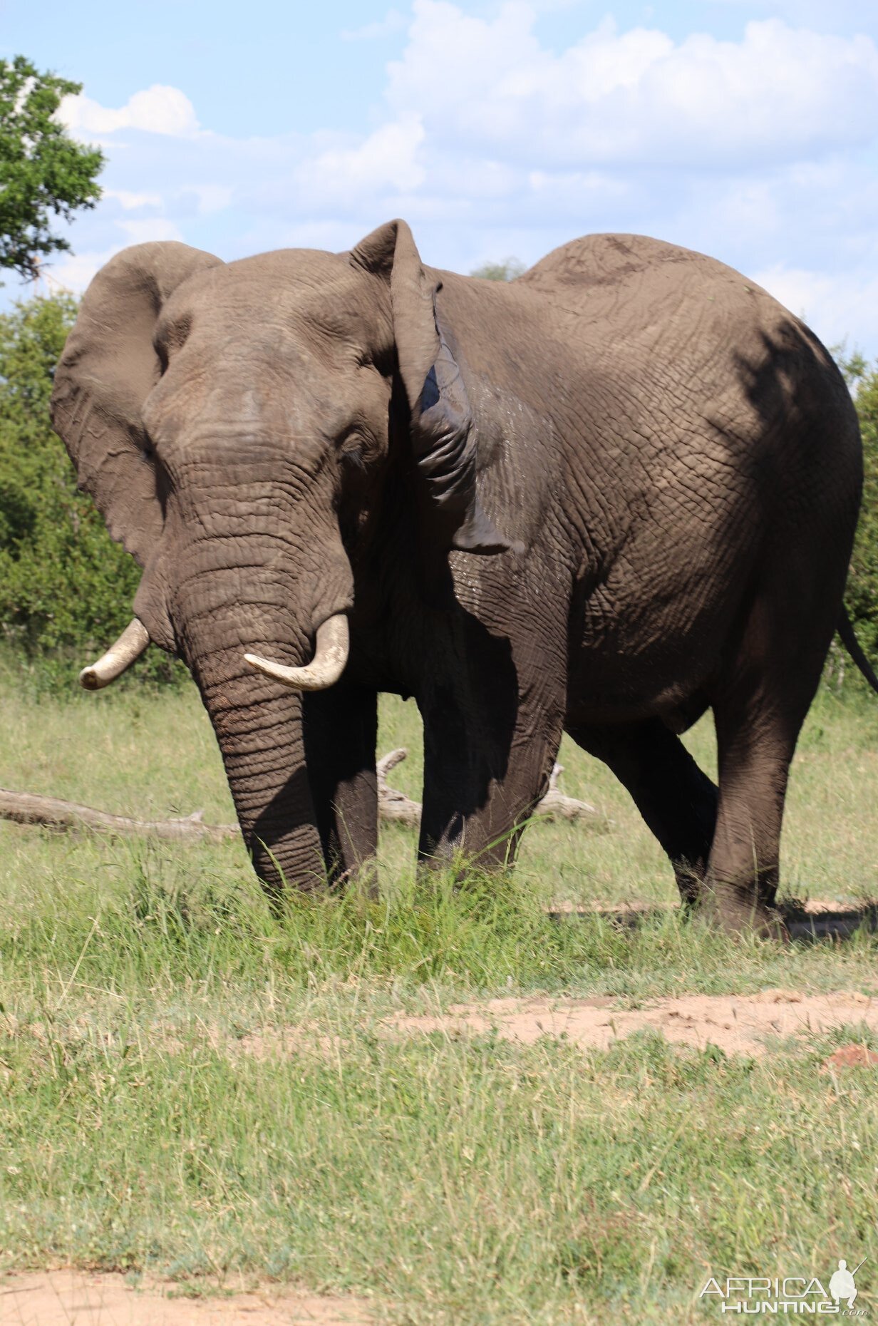 Elephant in South Africa | AfricaHunting.com