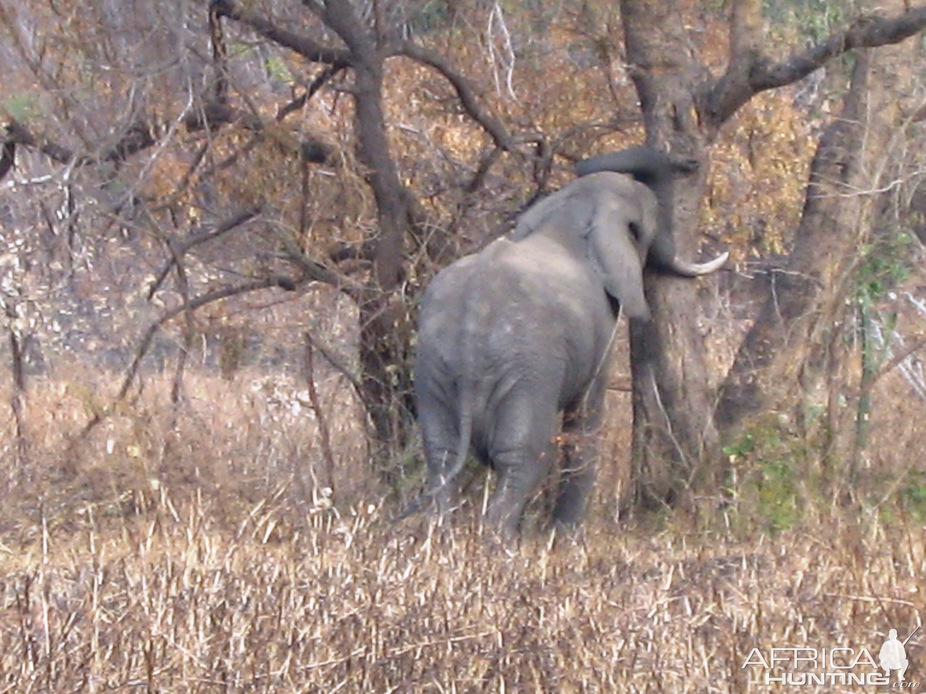 Elephant in Tanzania