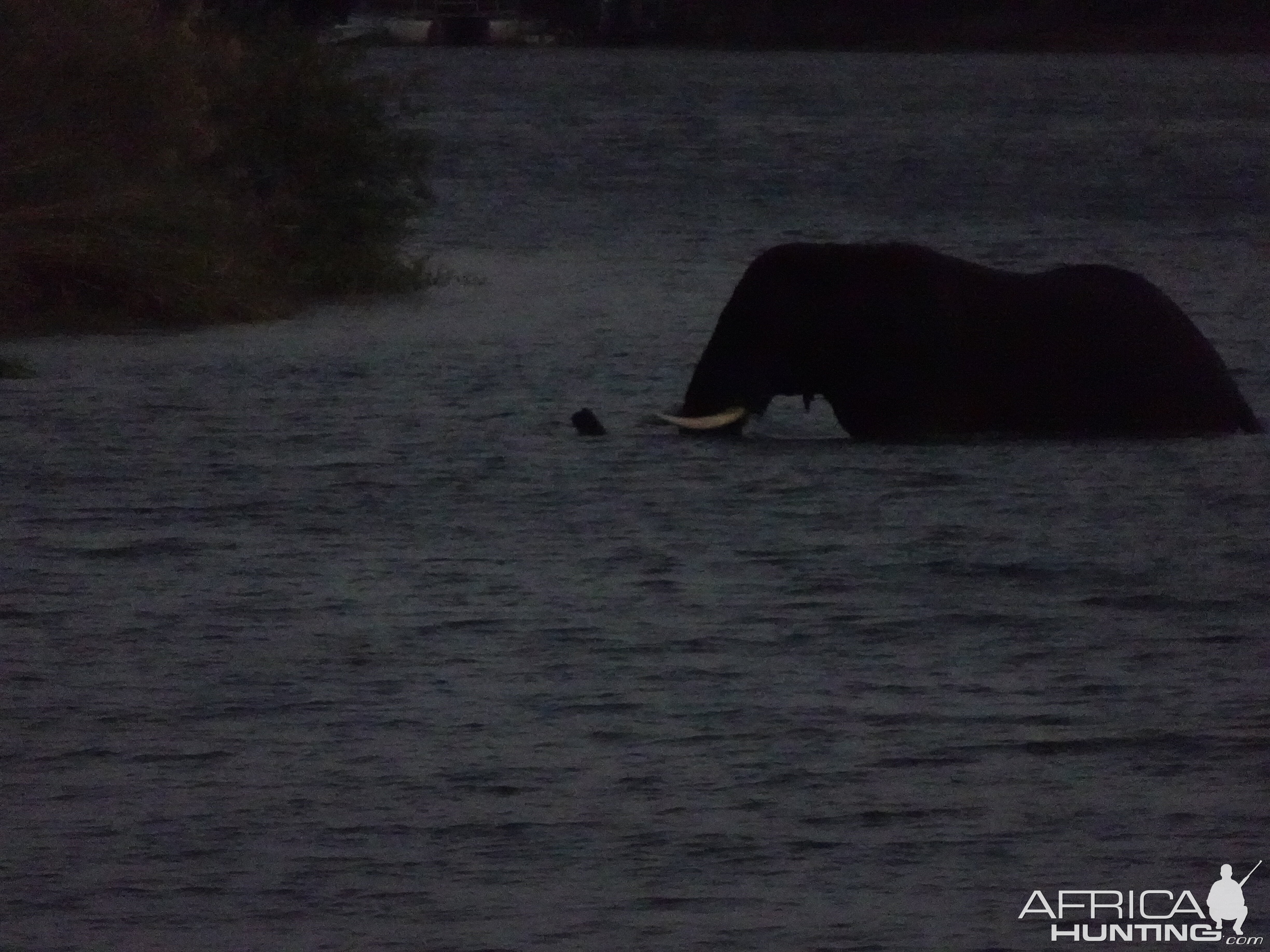 Elephant in the Zambezi River Zimbabwe