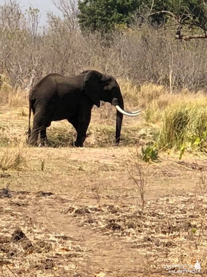 Elephant in Zimbabwe