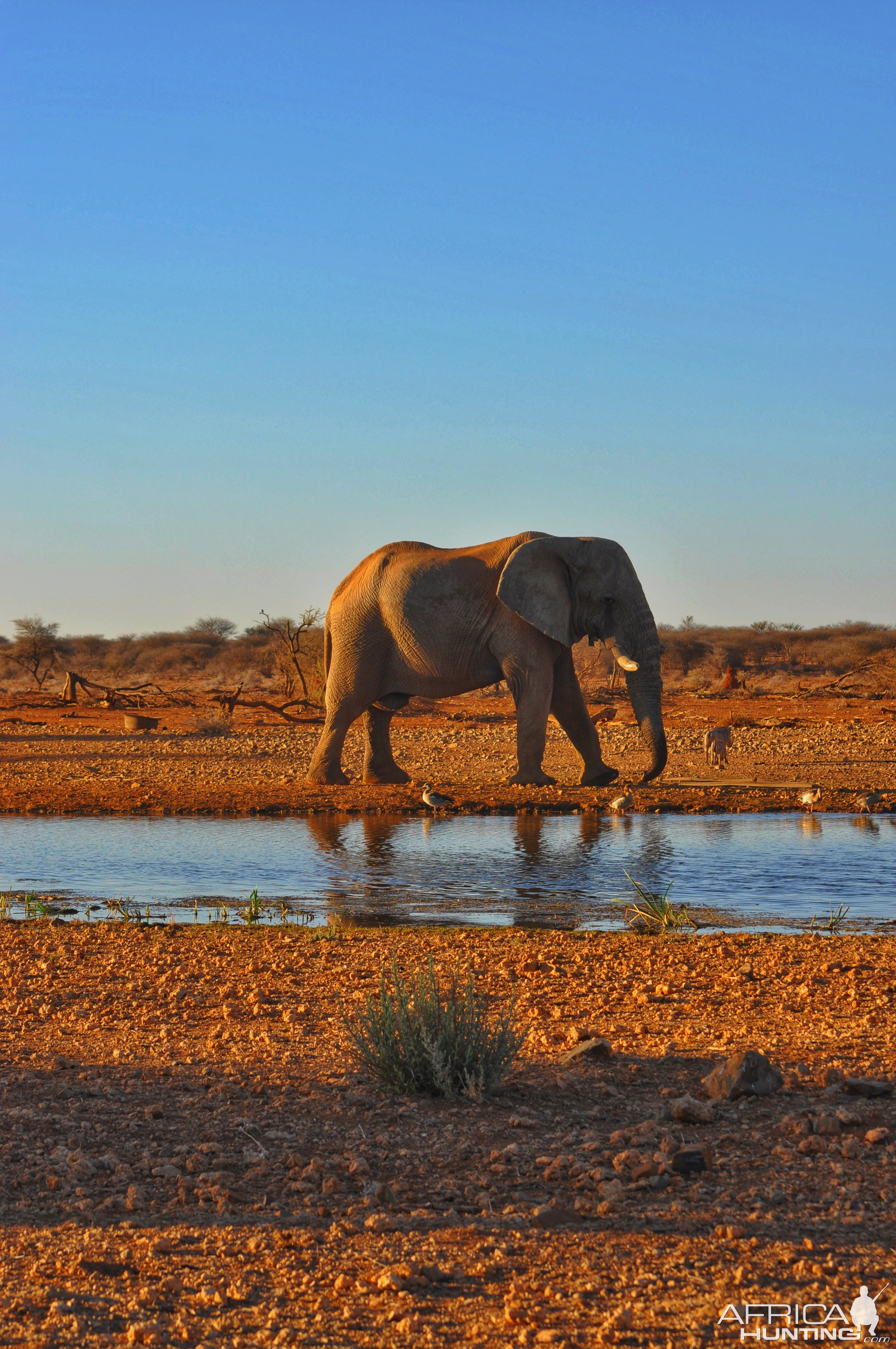 Elephant Khaudum National Park Namibia