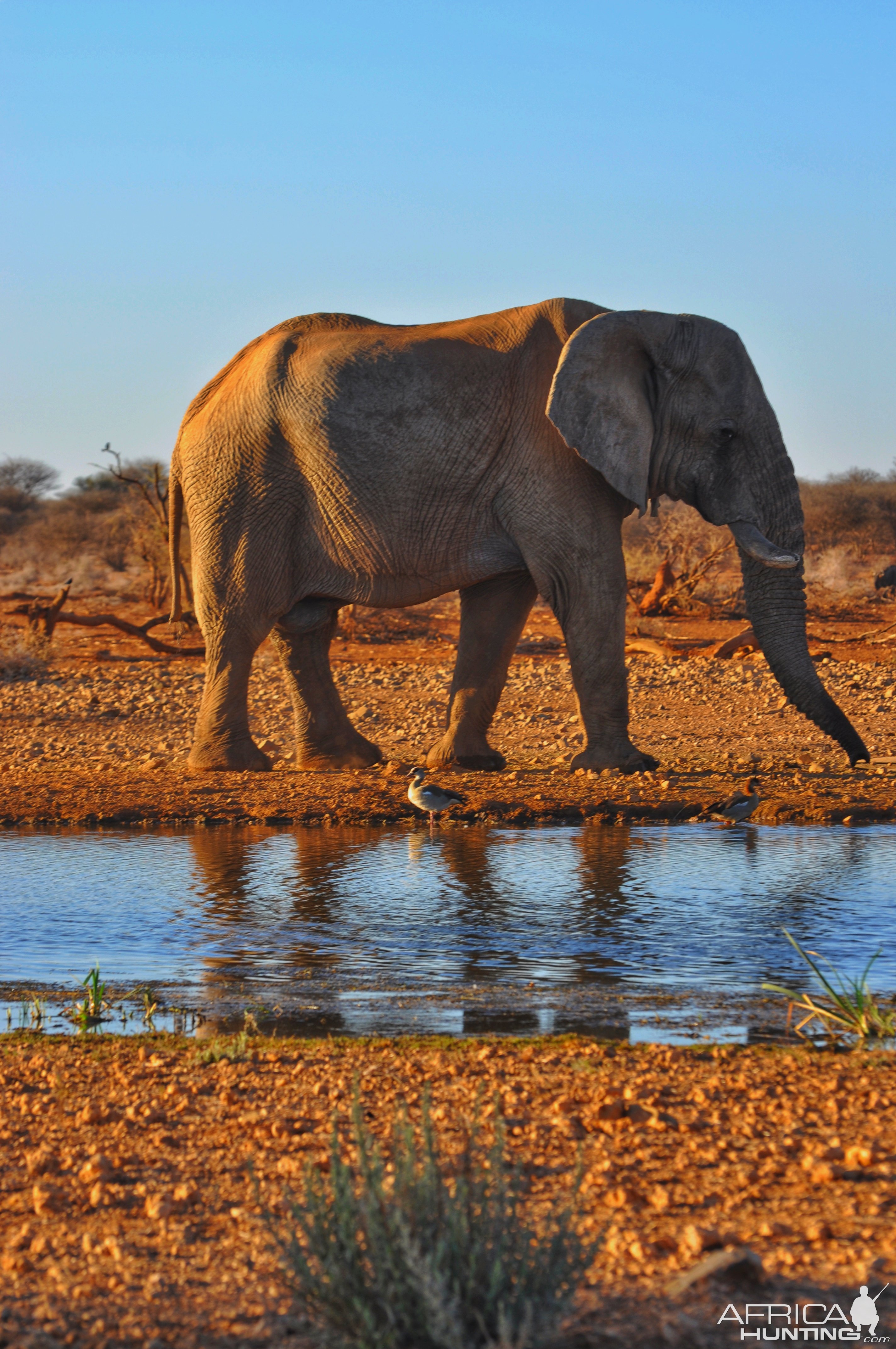 Elephant Khaudum National Park Namibia