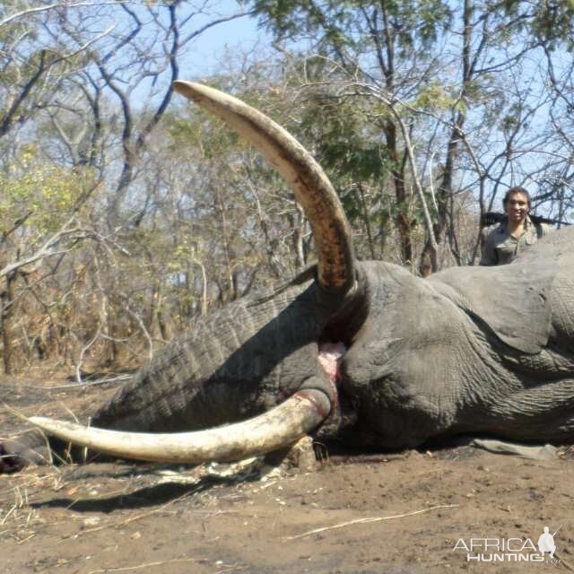 Elephant Mozambique Hunt