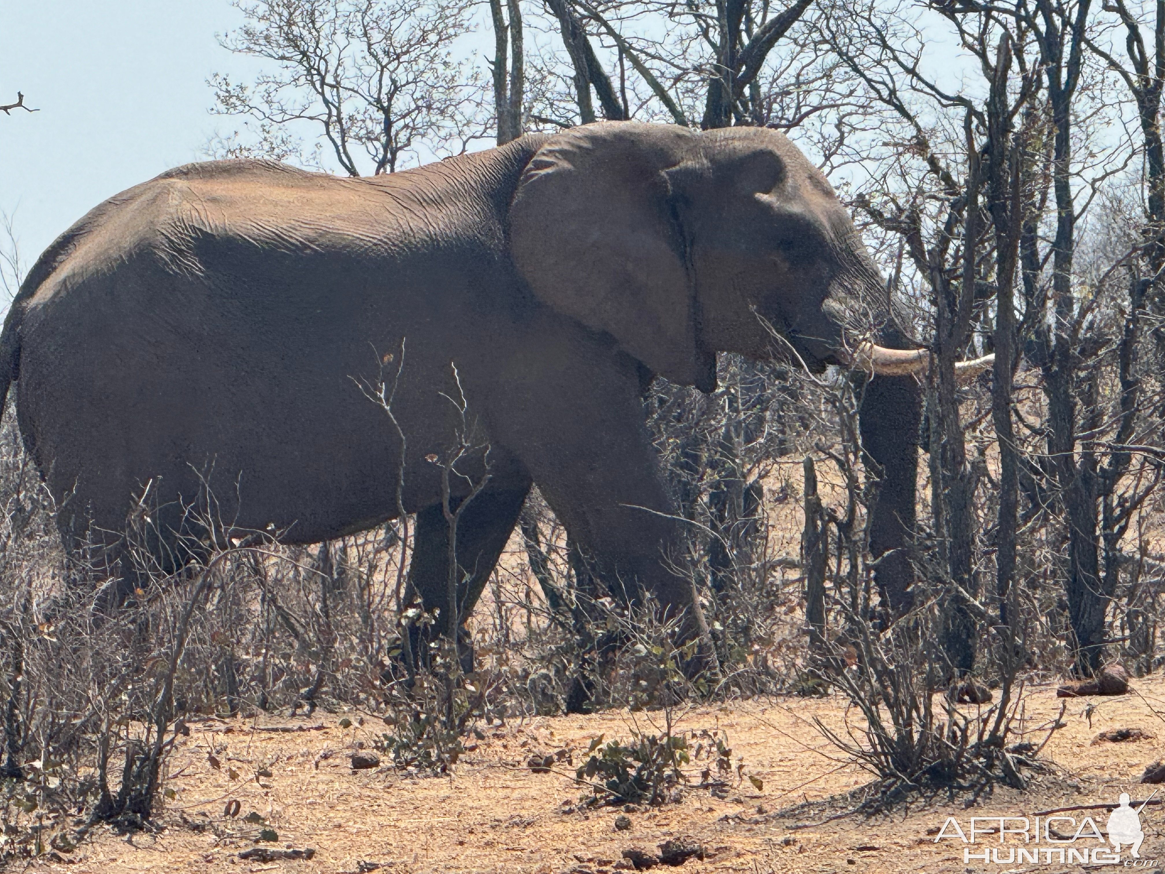 Elephant Mozambique