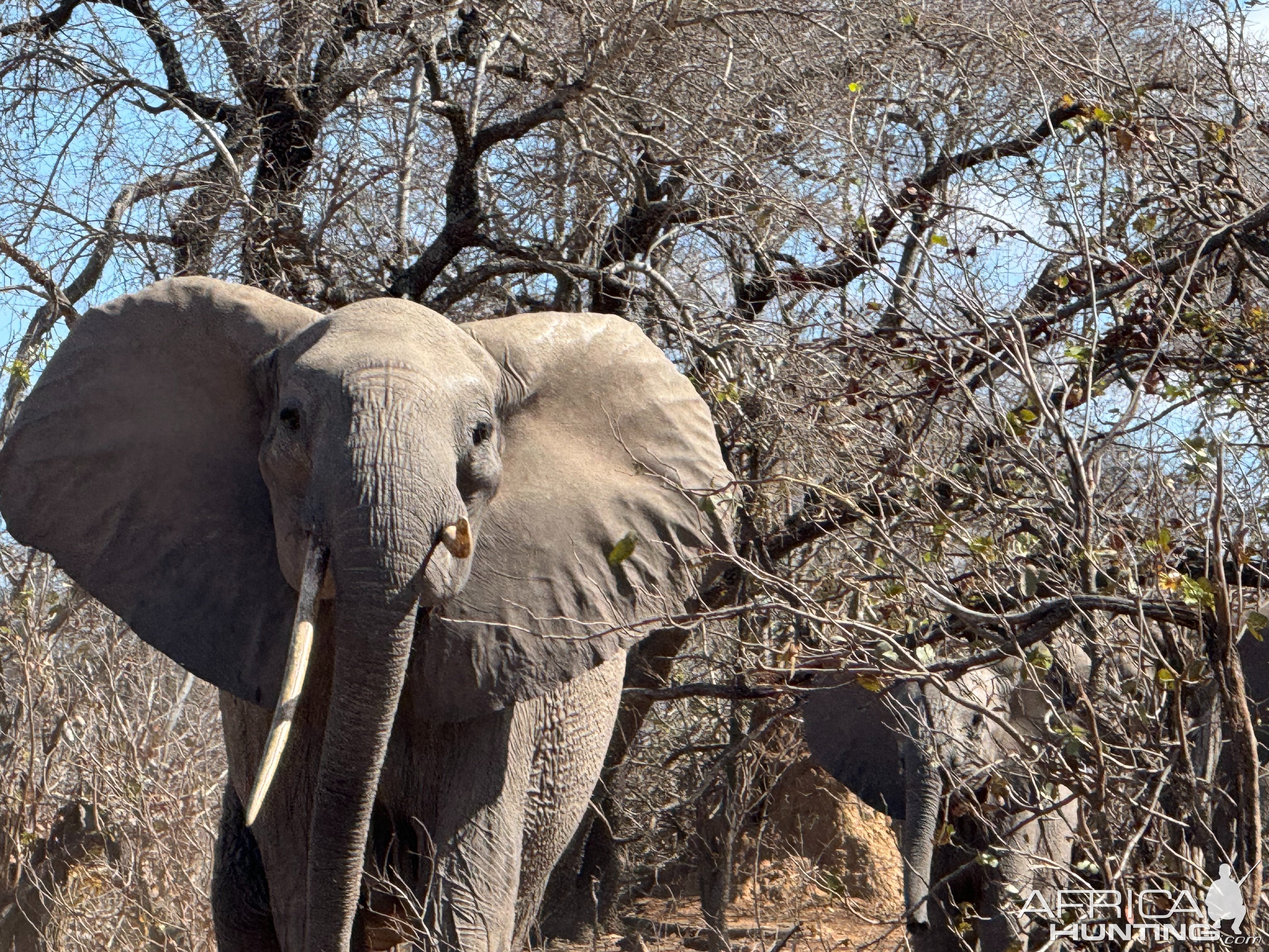 Elephant Mozambique