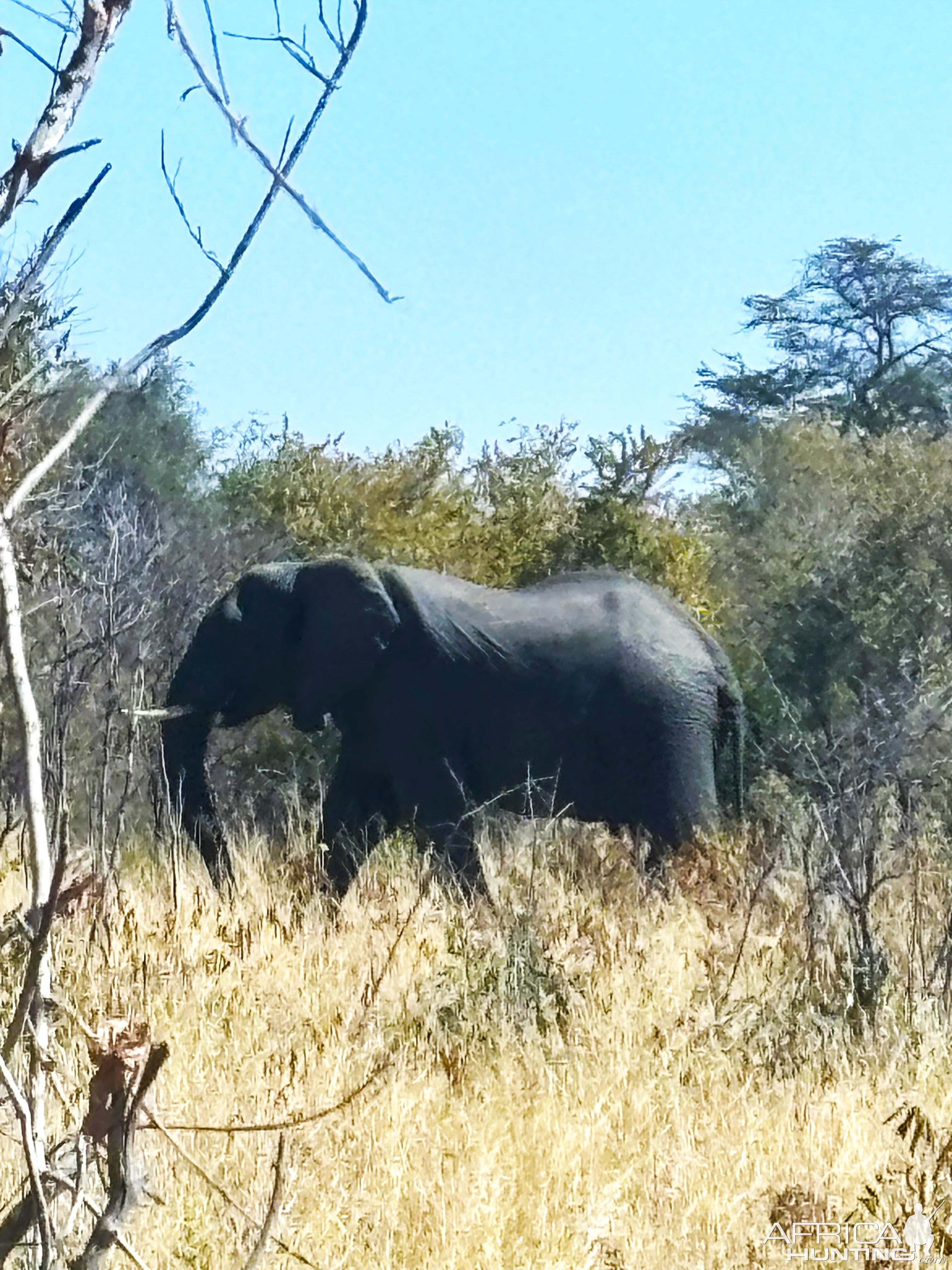 Elephant Namibia