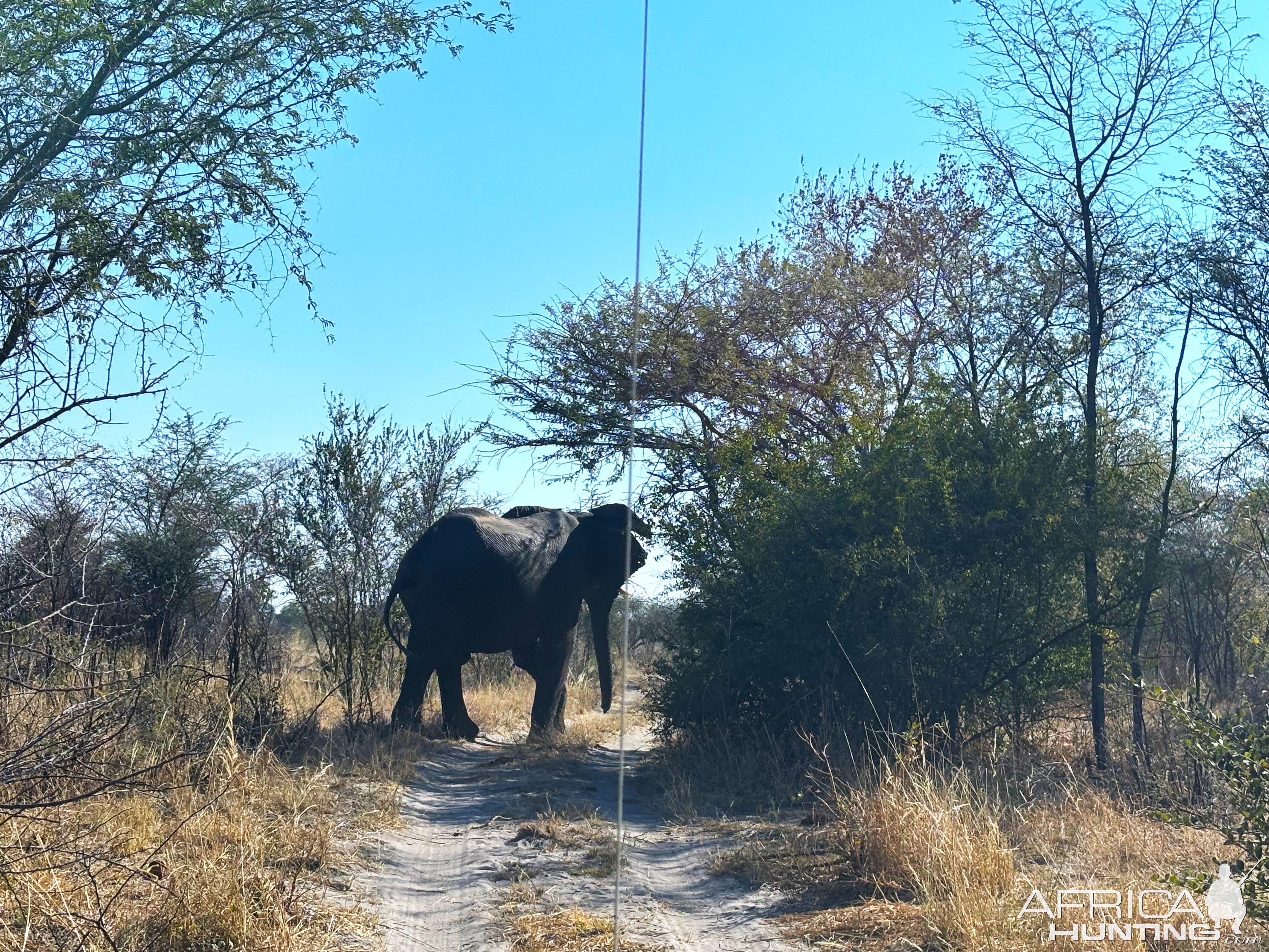 Elephant Namibia