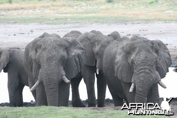 Elephant Namibia