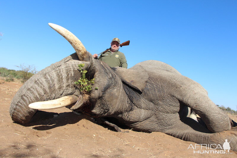 Elephant NAMIBIA