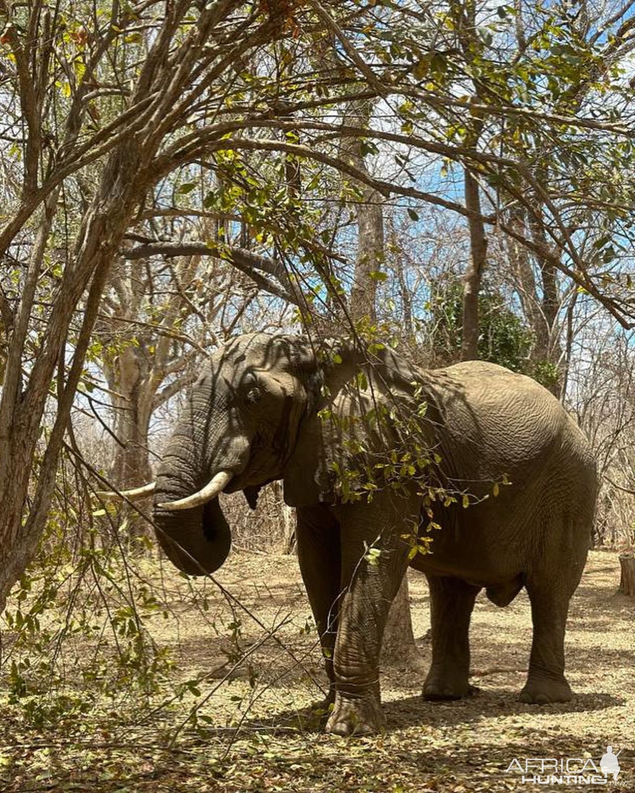 Elephant Niassa Mozambique