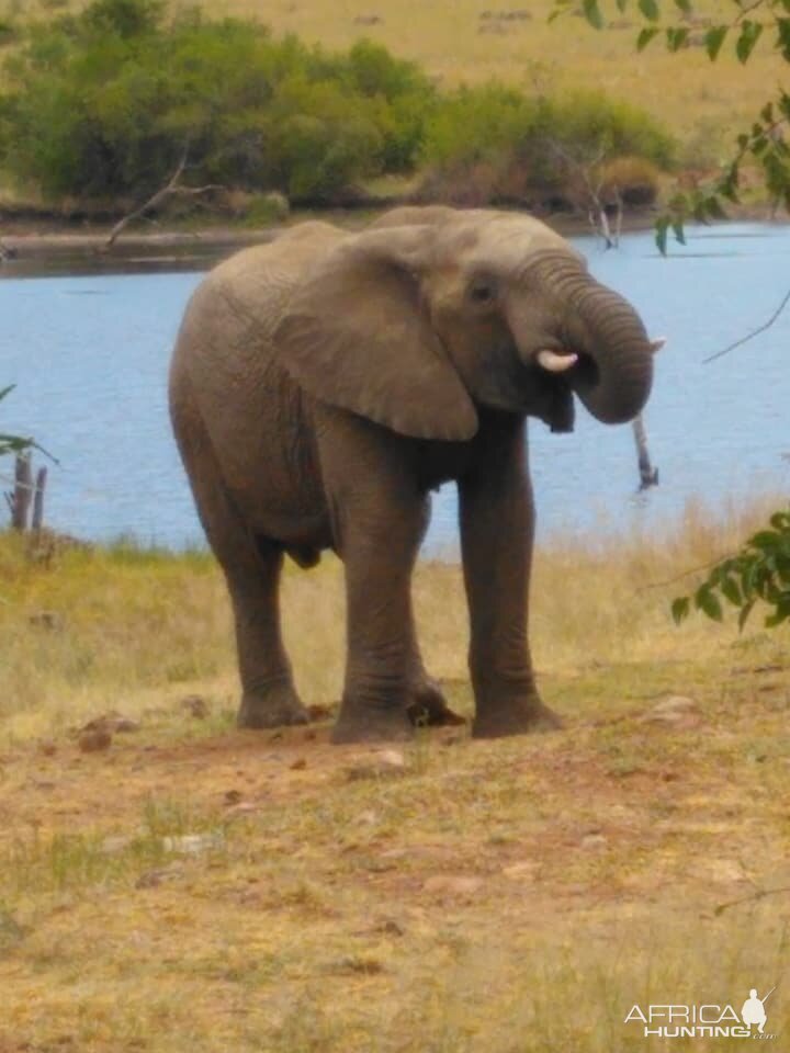 Elephant Pilanesberg Park South Africa