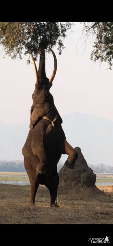 Elephant reaching to eat from a tree