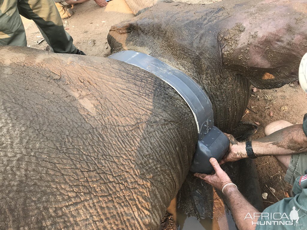 Elephant Relocation Project Zimbabwe