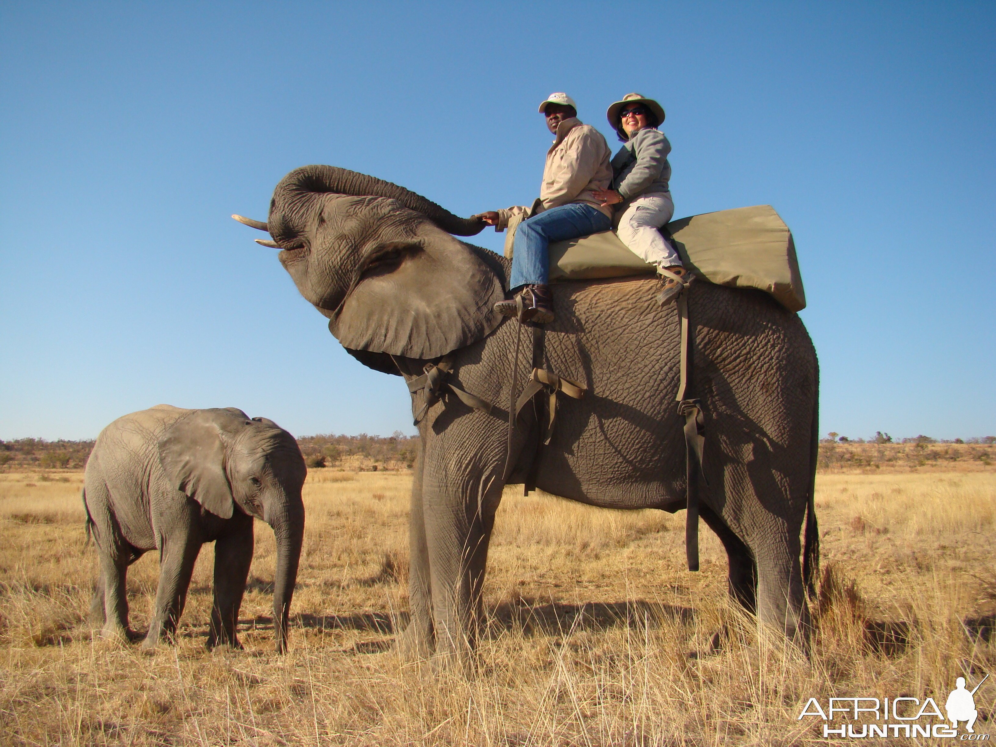 Elephant Ride Limpopo South Africa