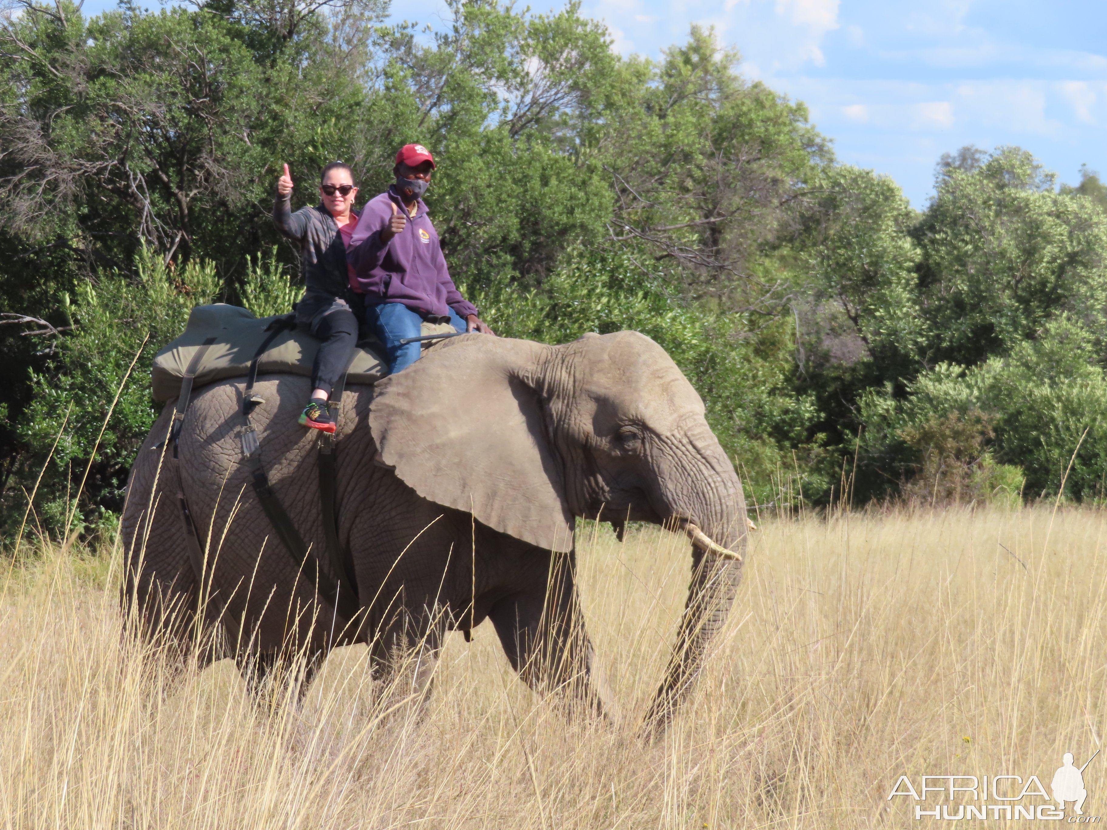 Elephant Rides Limpopo South Africa | AfricaHunting.com