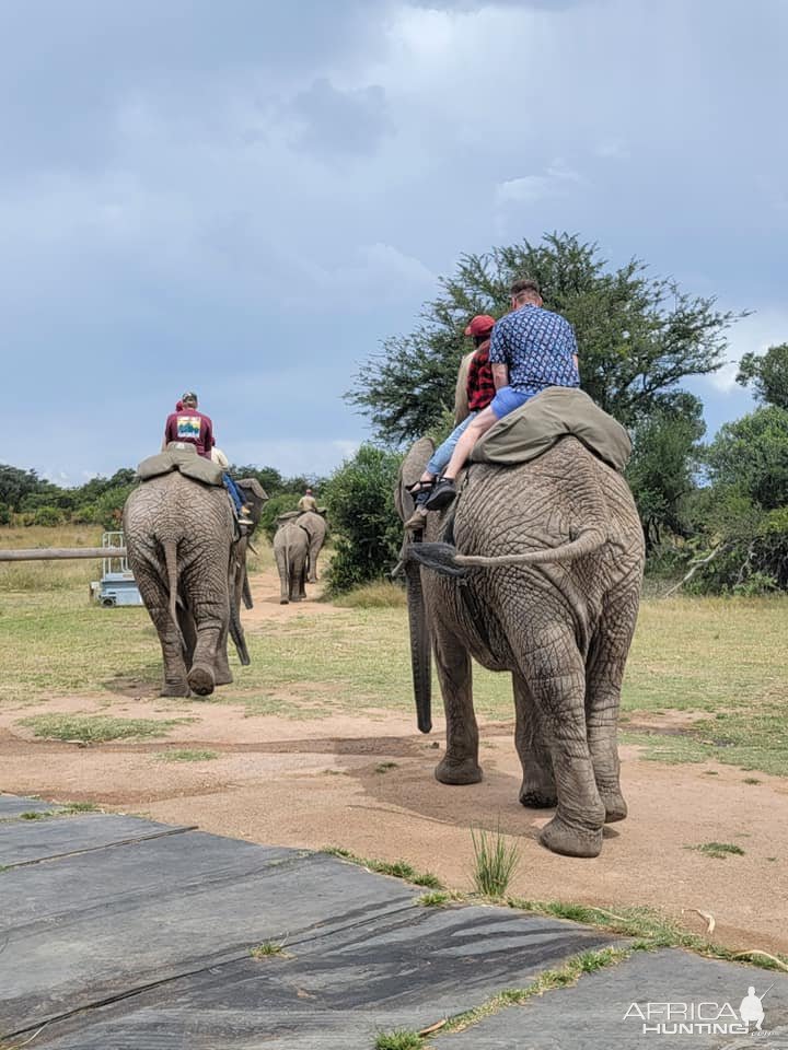 Elephant Rides South Africa | AfricaHunting.com