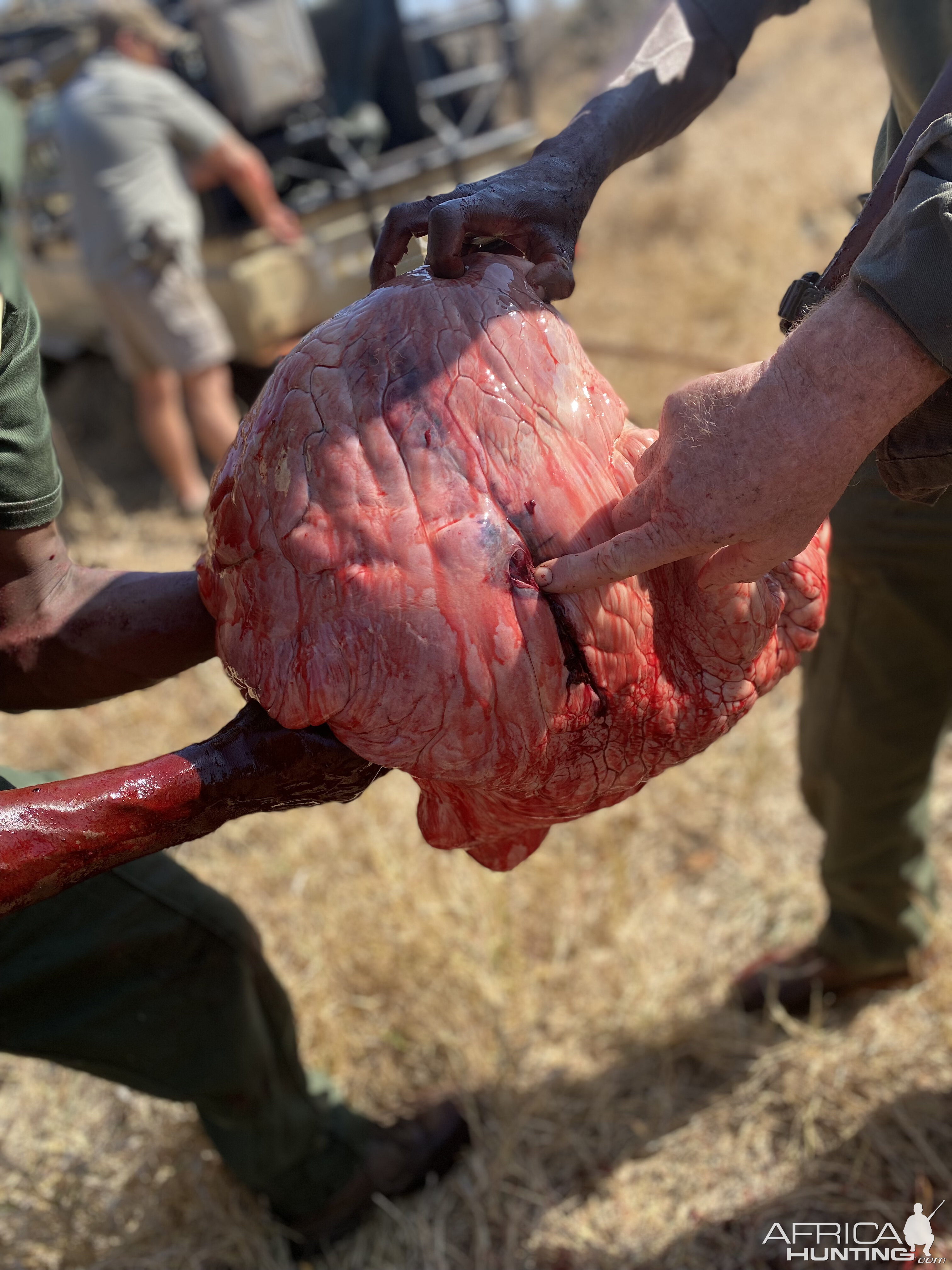 Elephant Shot Placement Through Heart/Lung