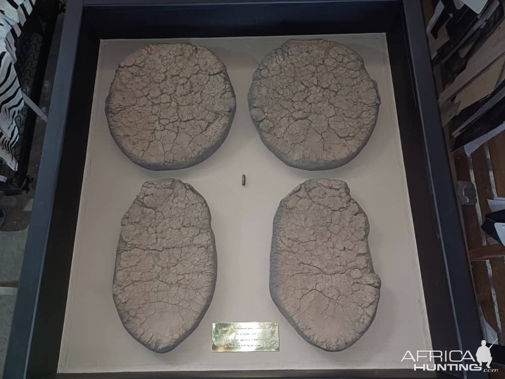 Elephant Soles Display Taxidermy