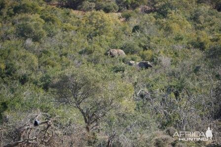 Elephant South Africa